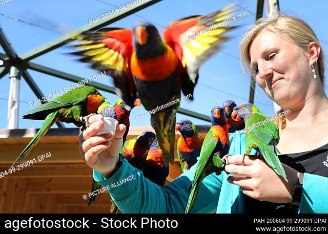 03 June 2020, Mecklenburg-Western Pomerania, Marlow: Gudi Haase feeds the loris in the bird park. 230 birds are at home in the 1, 500 square meter
