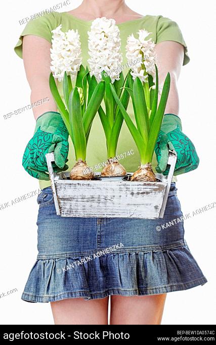 Woman holds a wooden box with white hyacinth flowers. Garden hobby