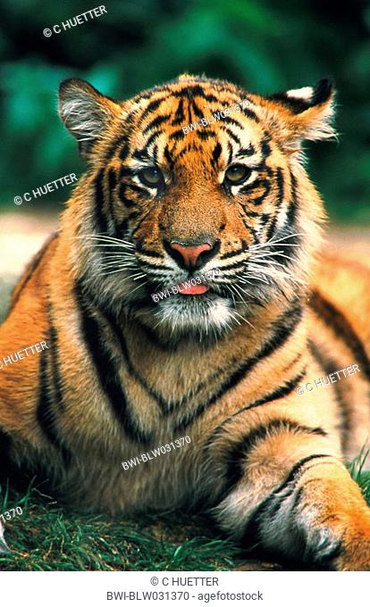 Sumatran tiger Panthera tigris sumatrae, one year old young, portrait
