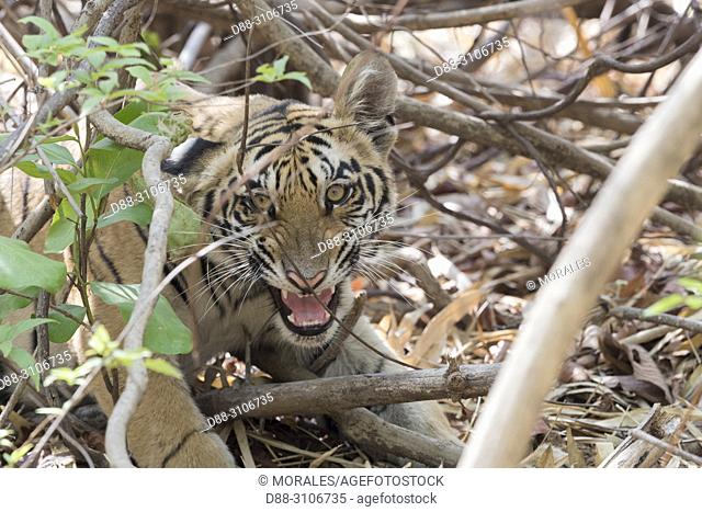 Asia, India, Maharashtra, Tadoba Andhari Tiger Reserve, Tadoba national park, Bengal tiger (Panthera tigris tigris), young