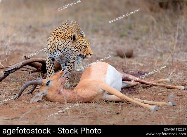 leopard with a kill, in the wilderness of Africa