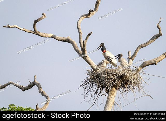 Jabiru stork in tropical Pantanal, Brasil, September 25, 2023. (CTK Photo/Ondrej Zaruba)