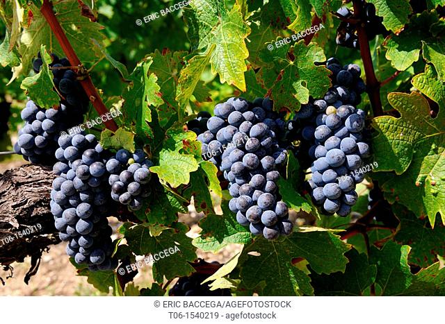 Ripe wine grapes - Cabernet sauvignon - in vineyard Bordeaux, Medoc, Gironde, France
