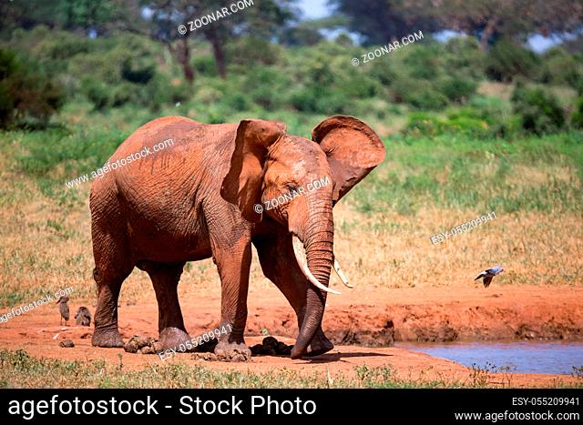 Elephants in the savannah near a water hole comes to drink