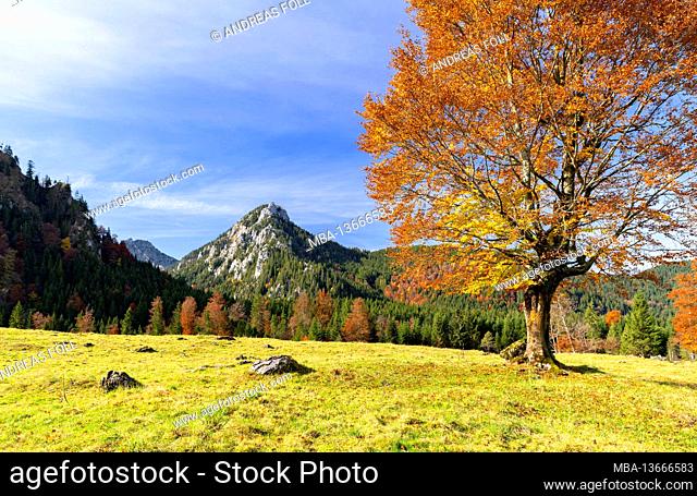 Autumnal beech (Fagus sylvatica) in an alpine mountain landscape near Buching. In the background Schönleitenschrofen. Ammergau Alps, Bavaria, Germany, Europe