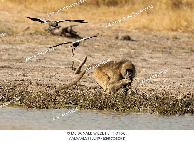 Chacma Baboon (Papio ursinus) being harassed by blacksmith plover protecting its nearby nest, Moremi Game Reserve, Botswana, Africa