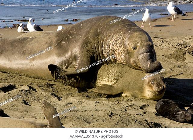 Northern Elephant Seals (Mirounga angustirostris) mating; Central California