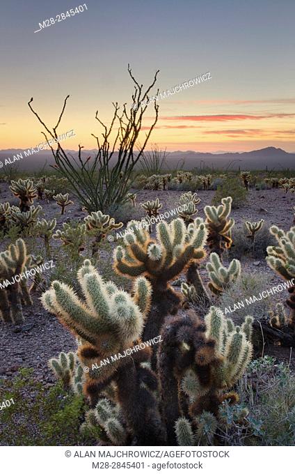 Sonoran desert sunset with Ocotillo (Fouquieria splendens) and Teddy Bear Cholla cactus (Cylindropuntia bigelovii), Kofa Mountains Wildlife Refuge Arizona