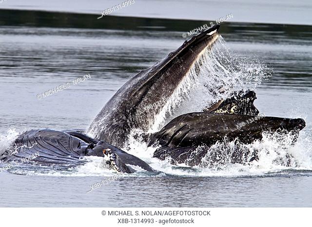 Adult humpback whales Megaptera novaeangliae co-operatively 'bubble-net' feeding along the west side of Chatham Strait in Southeast Alaska