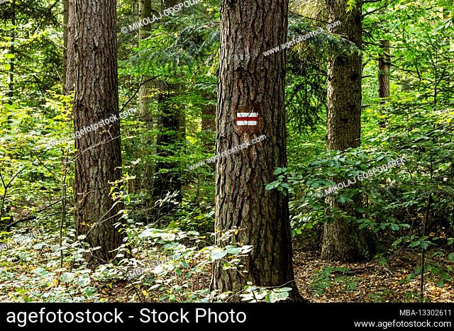 Europe, Poland, Lublin Voivodeship, Lasy Janowskie / Janow Forests Landscape Park