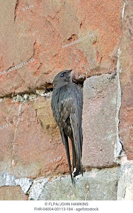 Common Swift Apus apus adult, clinging to church wall near nest entrance, England, june