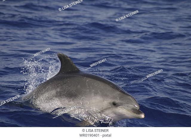 Bottlenose dolphin, Tursiops truncatus Azores A4 only