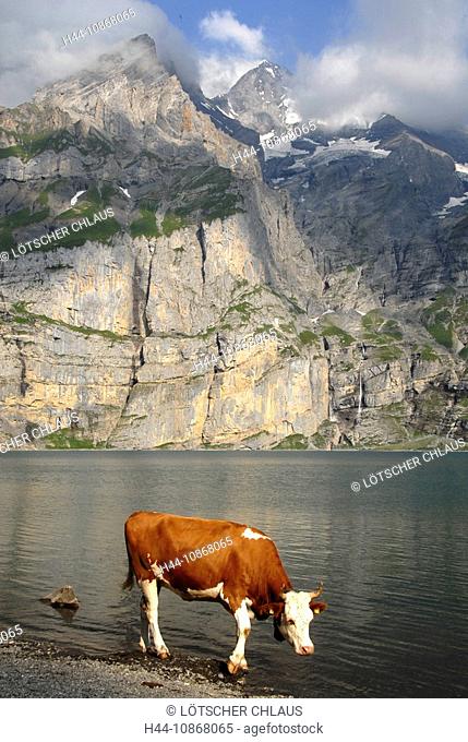 Cow on shore of Oeschinen Lake with Mount Bluemlisalp, Bernese Oberland alps, Switzerland
