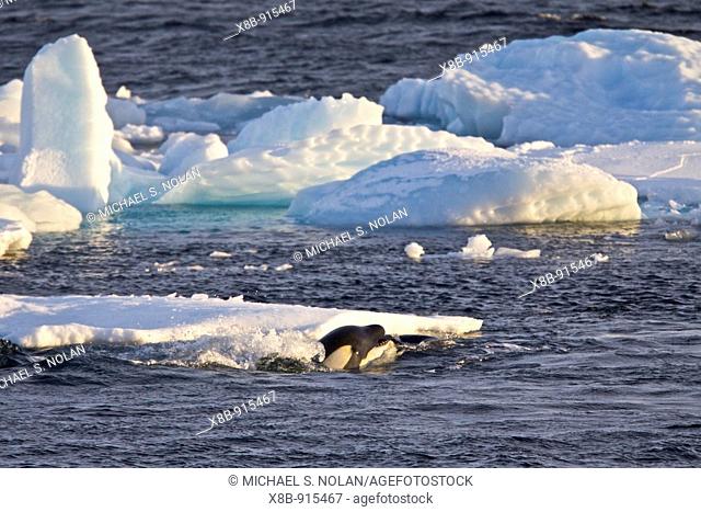 A small pod of three Type B Orca Orcinus nanus stalking and killing a seal in pack ice near Adelaide Island at 67° 09 9S 67° 39 2W below the Antarctic Circle on...