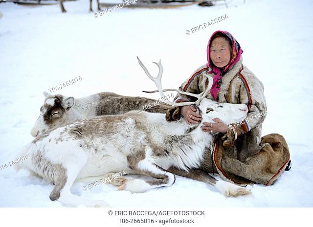 A tundra nenets woman with her ''akva'' pet reindeer (Rangifer tarandus), Yar-Sale district, Yamal, Northwest Siberia, Russia