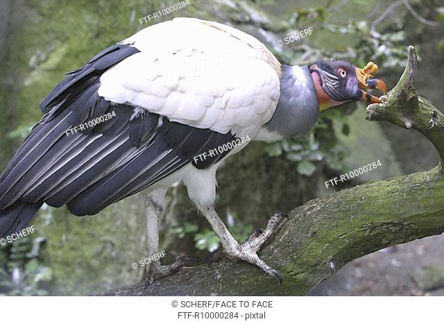 Vulture (Aegypiinae)