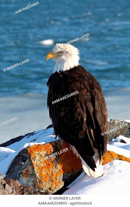 Bald Eagle (Haliaeetus leucephalus) Kenai Peninsula, Alaska