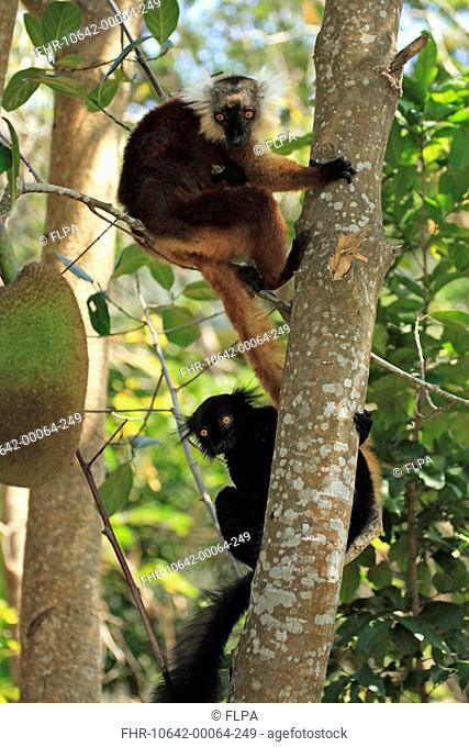 Black Lemur Lemur macaco adult male and female with baby, in tree, Nosy Komba, Madagascar
