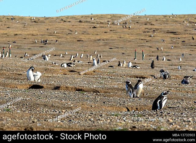 Penguins on Isla Magdalena, Monumento Natural Los Pinguinos, Patagonia, Chile