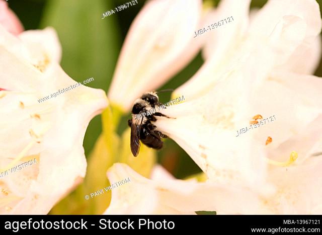 Hoverfly, (Flower fly, Syrphid fly) on Rhododendron flower