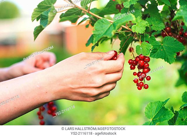 Hand and redcurrants on bush. Woman picking berrier in garden
