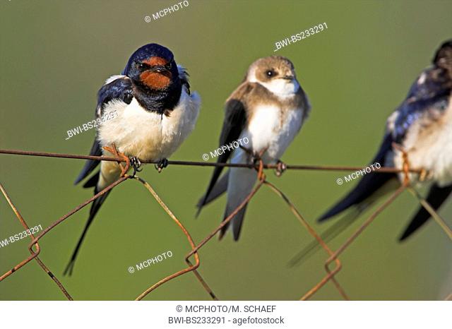 barn swallow (Hirundo rustica), some birds sitting beside each other on a mesh wire fence, Greece, Lesbos, Kalloni Salt Pans