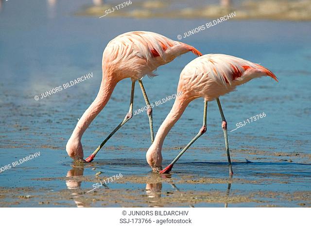 Chilean Flamingo (Phoenicopterus chilensis), two adults filter-feeding. San Pedro de Atacama, Chile