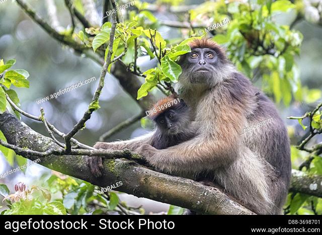 Grey-cheeked mangabey (Lophocebus albigena), also known as the white-cheeked mangabey, in a tree where he eats fruits, a female with the baby, Uganda