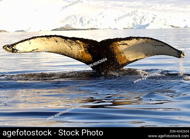 humpback whale tail dived into the waters near the Antarctic Peninsula