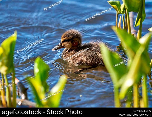 Young baby mallard duck with fresh head wound swimming on a lakeon late spring daylight in Espoo, Finland