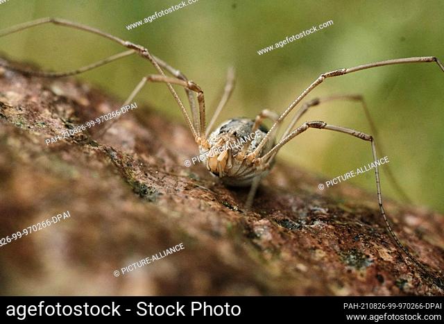 21 June 2021, Lower Saxony, Brunswick: A large trembling spider (Pholcus phalangioides) sits on a stone. Photo: Stefan Jaitner/dpa