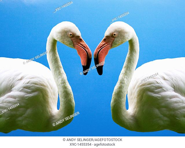 Flamingoes Making a Heart's Shape