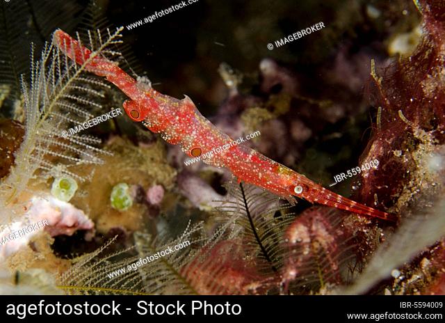 Ocellated Tozeuma Shrimp (Tozeuma lanceolatum) adult, beside coral at night, Lembeh Straits, Sulawesi, Greater Sunda Islands, Indonesia, Asia