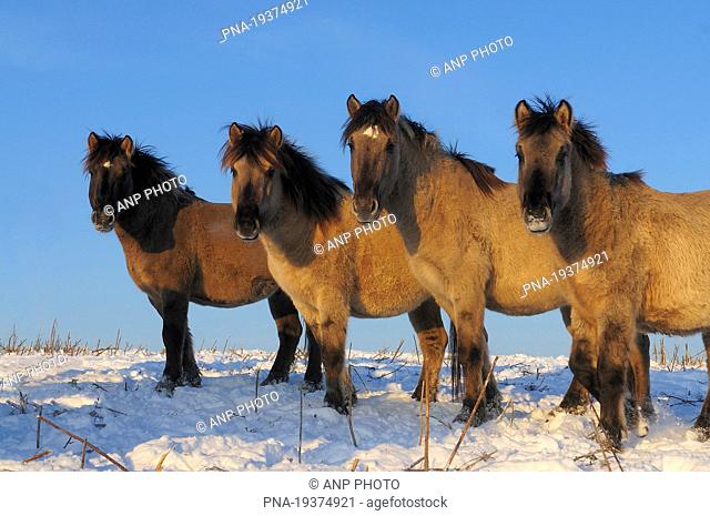 Konik horse Equus spp - Oostvaardersplassen, Lelystad, Flevopolder, Flevoland, The Netherlands, Holland, Europe