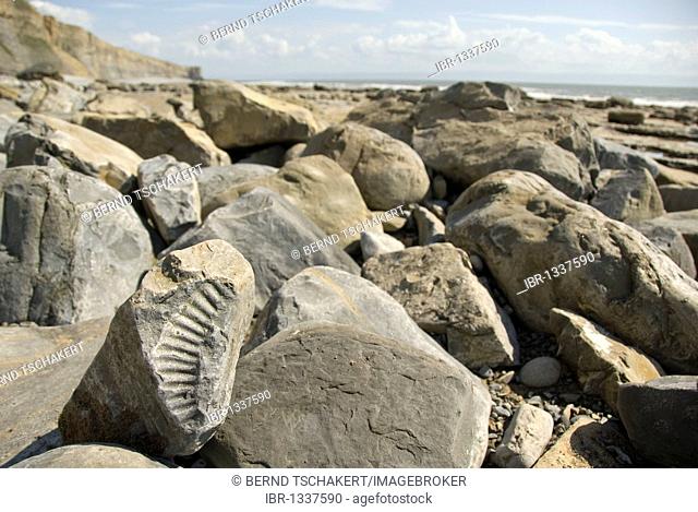Ammonite fossil, beach, coast, Nash Point, Glamorgan Heritage Coast, South Wales, Wales, United Kingdom, Europe