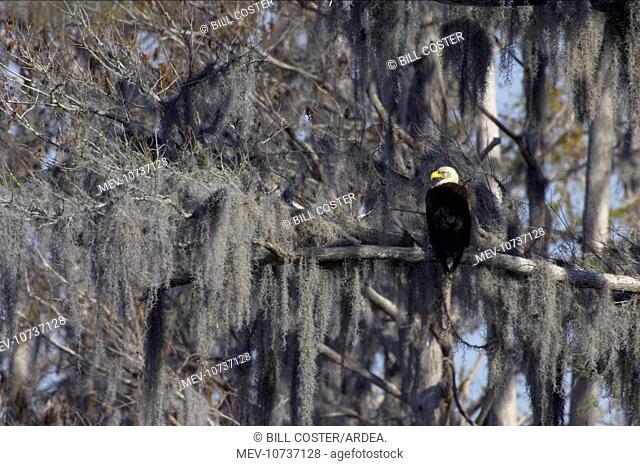 Bald Eagle - in Spanish Moss / Vegetable Horsehair draped tree (Haliaeetus leucocephalus)