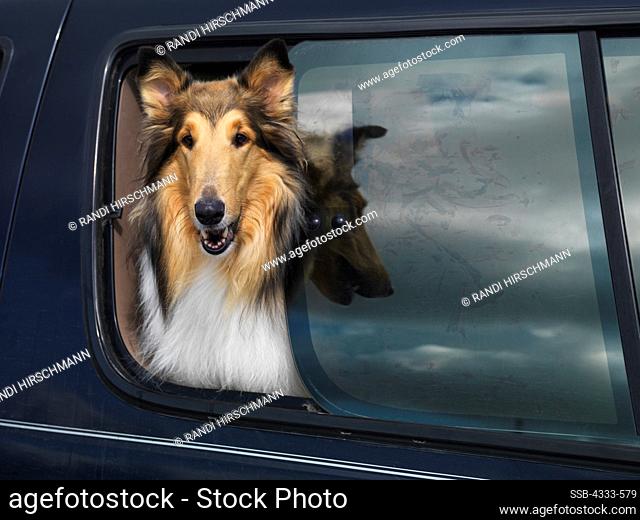 Collie, Rough Collie, AKC, 4-year-old 'Spirit' photographed in Palmer, Alaska and owned by Eileen Starr of Anchorage