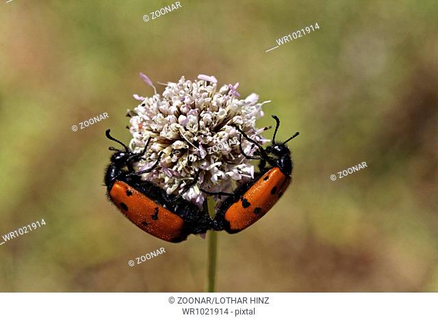 Mylabris quadripunctata, Blister beetle