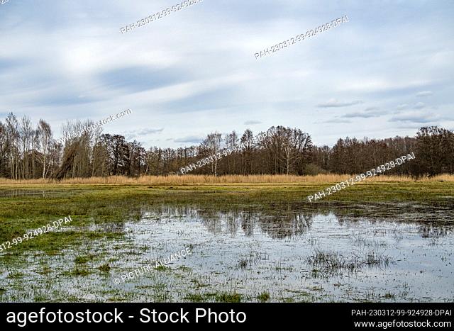 12 March 2023, Brandenburg, Kolkwitz: The sky and trees standing at the edge of a forest reflect their catkins from their buds in a puddle in Kolkwitz in the...