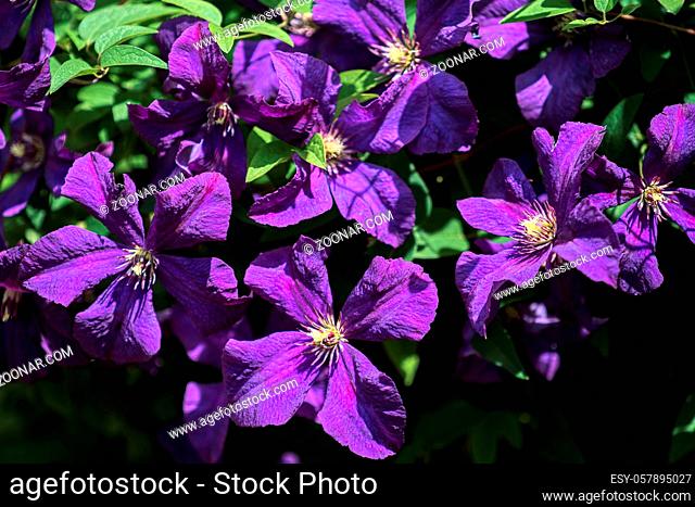 Sunlit Blue Clematis with an Abundance of Flowers