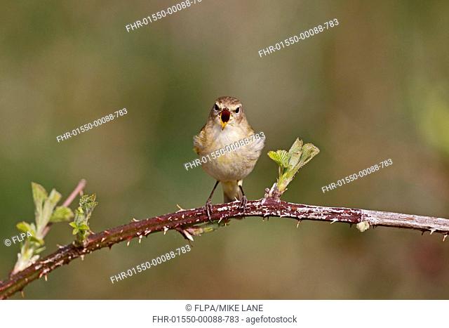 Eurasian Chiffchaff (Phylloscopus collybita) adult, singing, perched on bramble stem, Warwickshire, England, April