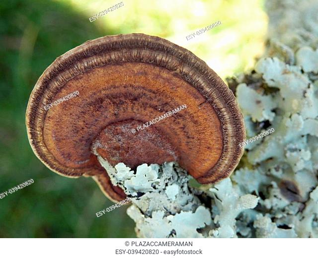 Oak Mazegill Fungus aka Daedalea quercina