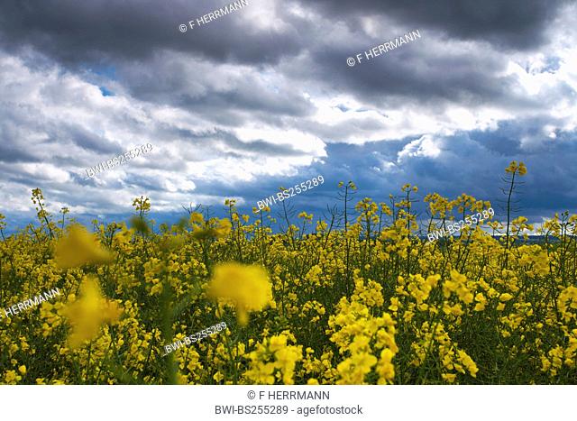 rape, turnip Brassica napus, view from out of a rape field at a cloudy sky, Germany, Saxony, Vogtland