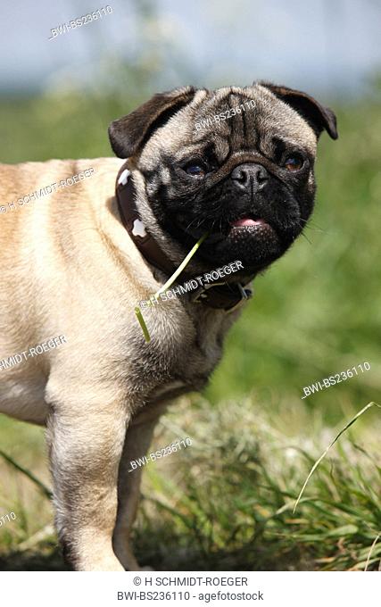 mixed breed dog Canis lupus f. familiaris, mix breed between pug and French Bulldog chewing a grass blade, Germany