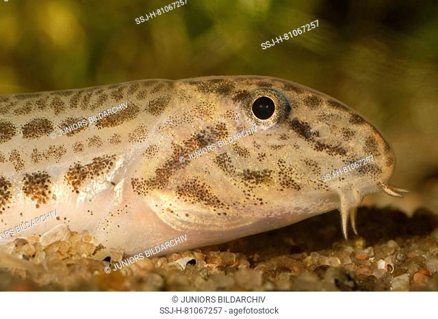Spined Loach (Cobitis taenia). Portrait of adult under water. Germany