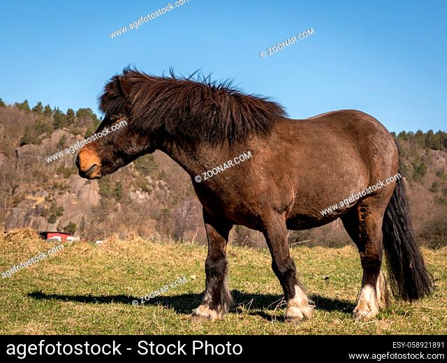 Little Brown Pony standing alone on a field in early spring in Norway in april. Mountain in the background, blue sky