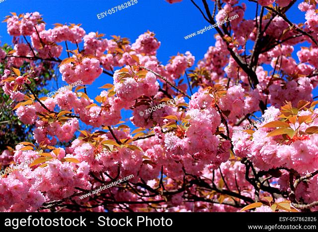 a tree in spring with flowering pink flowers and the appearance of the pistil on a background of blue sky