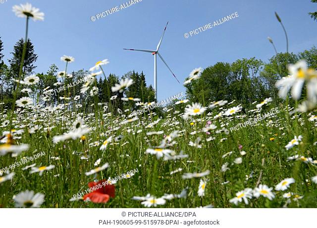 04 June 2019, Baden-Wuerttemberg, Stuttgart: Flowers bloom in front of a windmill. In the state parliament session, the wind atlas will be presented with a...