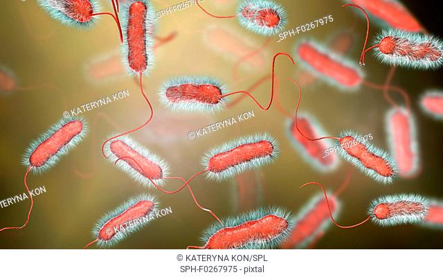 Legionnaires' disease bacteria. Computer illustration of Legionella pneumophila bacteria, the cause of Legionnaires' disease