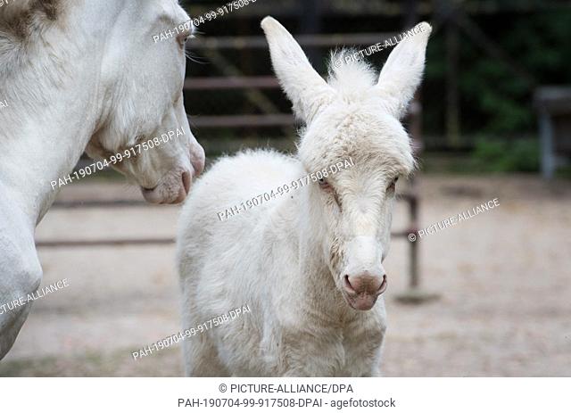 01 July 2019, Mecklenburg-Western Pomerania, Stralsund: A young European white donkey stands with his mother in the enclosure of the Stralsund Zoo
